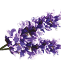 Lavendel-Düfte