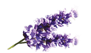 Air Wick Lavender Fragrances